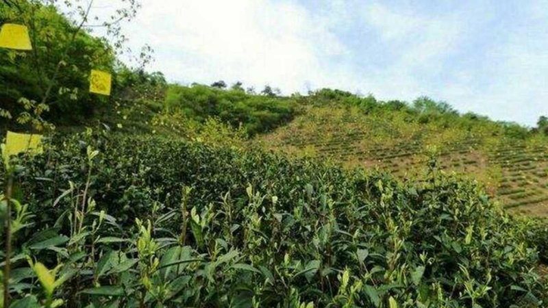 山东农资批发市场物流配送：效率与成本的平衡之道