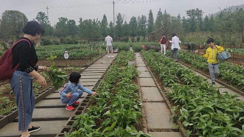 蔬菜专业合作社加入指南：流程详解与注意事项