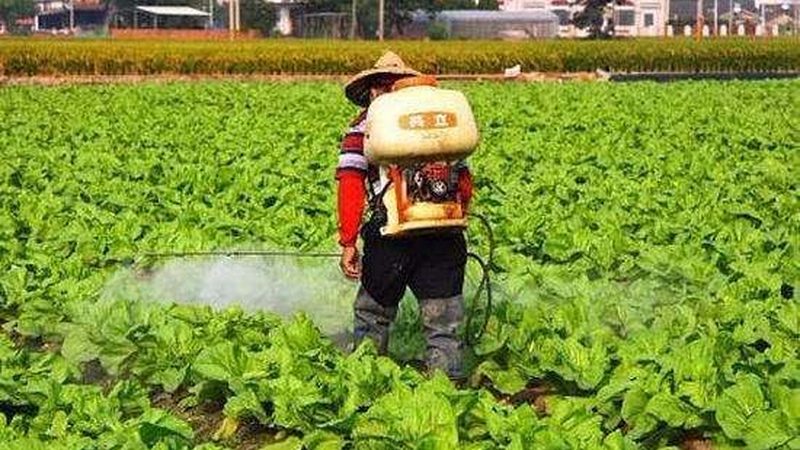 农产品冻品批发哪个牌子性价比高
